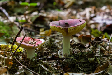 Russula xerampelina, also known as the crab brittlegill or the shrimp mushroom in forest