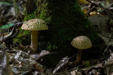 Xerocomellus chrysenteron, known as Boletus chrysenteron or Xerocomus chrysenteron - edible mushroom. Fungus in the natural environment