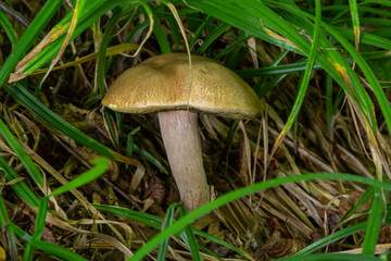 Boletus edulis or cep, edible wild mushroom in a forest
