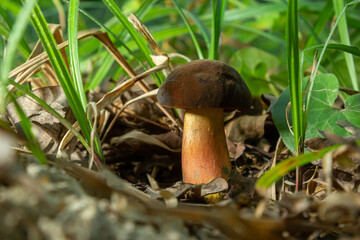 Boletus erythopus or Neoboletus luridiformis mushroom in the forest growing on green grass and wet...