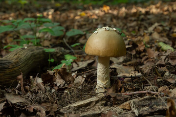 this mushroom is an amanita rubescens and it grows in the forest