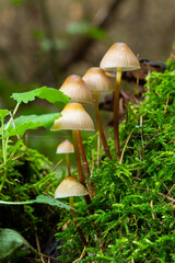 Clustered Bonnet Mycena inclinata growing on a mossy stump