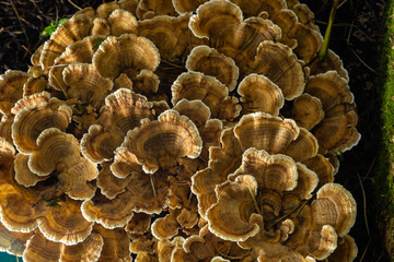 Anise mazegill, a brown rot fungus, Gloeophyllum odoratum