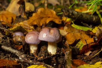 Small Gassy webcap, Cortinarius traganus, poisonous mushrooms in forest close-up, selective focus, shallow DOF