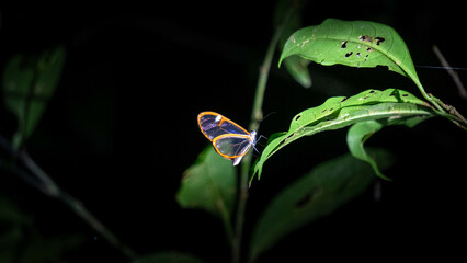 MARIPOSA TRASPARANTE ENTRE HOJAS COSTA RICA