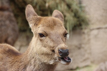 Various and wonderful pictures of animals, landscapes and cities in Armenia