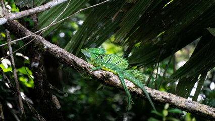 LAGARTO VERDE EN TRONCO COSTA RICA.