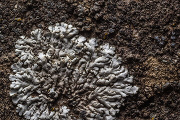 A stone background with textured surface and Lichen Moss. Pattern mineral with rough structure and lichen. mountain backdrop. Natural stone surface