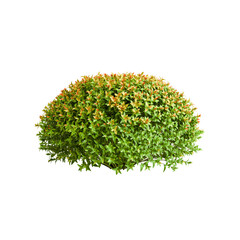 3d illustration of Spiraea japonica bush isolated on transparent background
