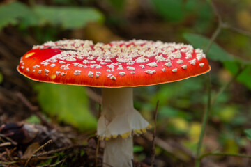 Red Wild Amanita Muscaria Mushroom. A red Amanita Muscaria mushroom growing in the wild