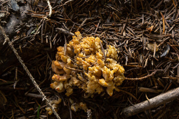 yellow edible coral mushroom Ramaria flava mushroom in the forest, close-up