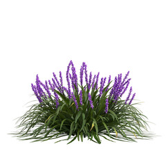 3d illustration of liriope muscari isolated on transparent background