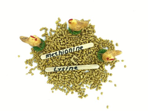 CONCEPT Effects of lysine and methionine in a low crude protein diet on the growth performance for Layer and Broiler Chickens and other Poultry
