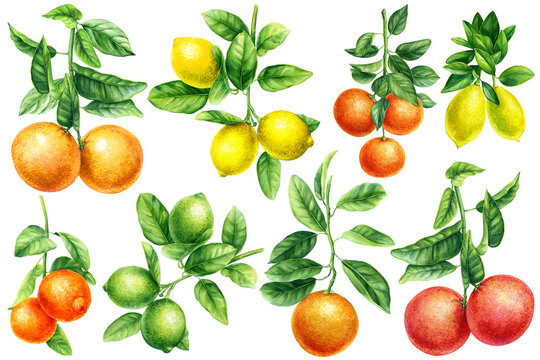 Orange, grapefruit, lime and lemon branches with green leaves, watercolor illustration botanical painting, citrus fruits