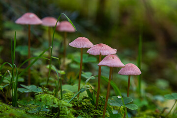 Inedible mushroom Mycena rosella in the spruce forest. Known as pink bonnet. Wild mushrooms growing...