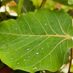 Fototapeta na wymiar Green leaf with drops