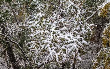 Tree branches covered with snow in late autumn