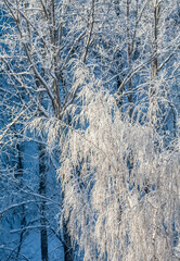 Tree branches covered with snow in winter