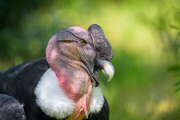 Andean Condor (Vultur gryphus) adult male portrait.