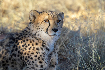 Cheetah (Acinonyx jubatus) portrait, Etosha National Park, Namibia.