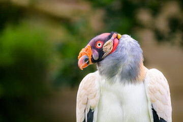 King Vulture (Sarcoramphus papa) portrait.