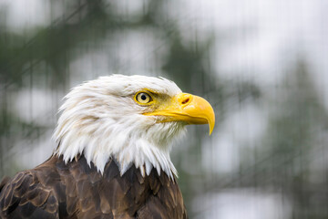 Bald Eagle (Haliaeetus leucocephalus) adult portrait in close up against sky