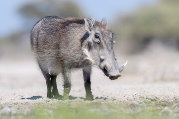 Warthog (Phacochoerus africanus) standing at waterhole, Etosha National Park, Namibia.