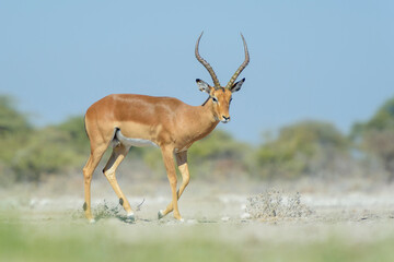 Impala (Aepyceros melampus) walking, looking at camera, Etosha National Park, Namibia,