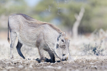Warthog (Phacochoerus africanus) drinking at a waterhole, Etosha National Park, Namibia.