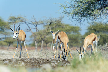Springbok (Antidorcas marsupialis) drinking at waterhole, Etosha National Park, Namibia. - obrazy, fototapety, plakaty