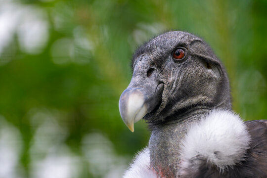 Andean Condor (Vultur gryphus) adult female portrait.