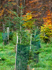 Wiederaufforstung im Mischwald im Herbst