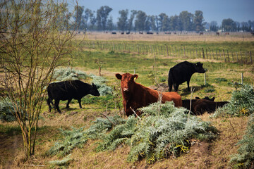 vaca, animal, chacras, ganado, césped, campa, agricultura, dehesa, pacer, naturaleza, toro,...
