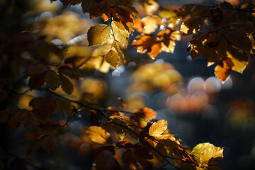 Herbststimmung 
- Goldener Oktober
- November Stimmung 
- Novemberblues
