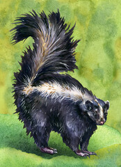 Drawing of a cute skunk. Watercolor drawing of an animal on a grassy background.