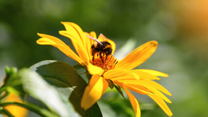 Bumblebee. One large bumblebee sits on a yellow sunflower flower on a Sunny bright day. Macro horizontal photography