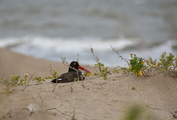 American oystercatcher (Haematopus palliatus) breeding on the beach