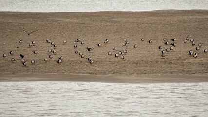 flock of black skimmer (Rynchops niger) sitting on the beach