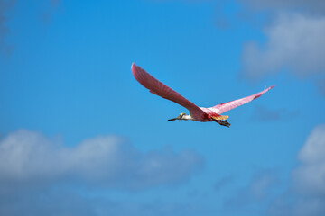 roseate spoonbill (Platalea ajaja) flying
