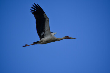 maguari stork (Ciconia maguari) flying