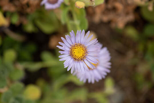 It is a picture of daisy in Autumn