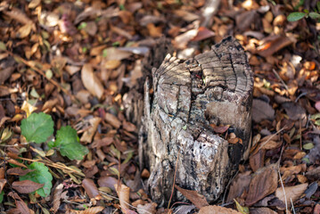 It is a picture of a chopped tree in Autumn