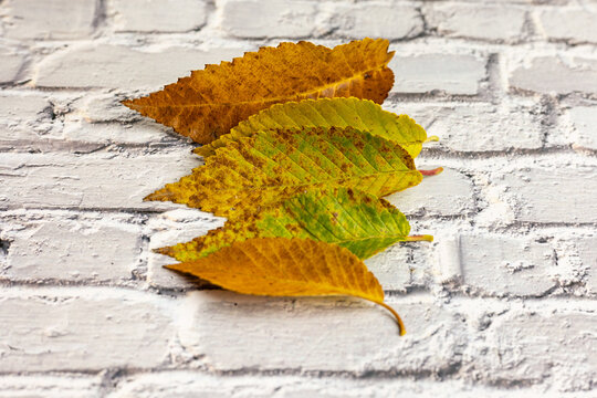 leaf with autumn colors on brick background