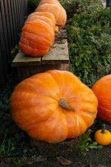 Boost Fall Sales with Pumpkin Merchandising