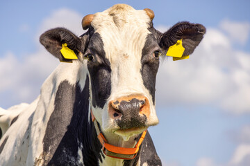 Cow head looking at camera, close up and livestock tags, with sawn horns a pink nose and a blue sky
