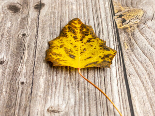 leaf with autumn colors on old wood background
