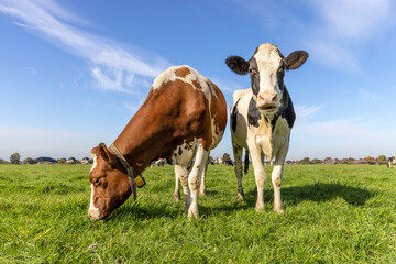 Two cows with diversity multi color, a cow grazing and one standing head up, black red and white livestock with blue sky background, in front view in a green field