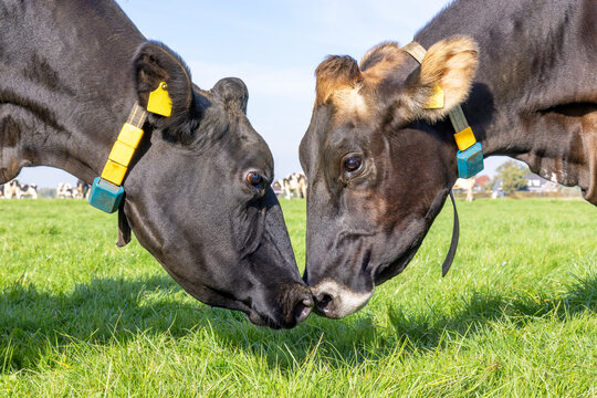 Two cows heads together, love and playful, cuddling or fighting or mating, one black and a swiss cow, in a green field and a blue sky