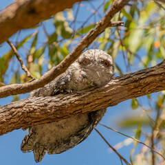 Young Tawny Frogmouh