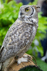 Owl staring with yellow eyes and unfocused background